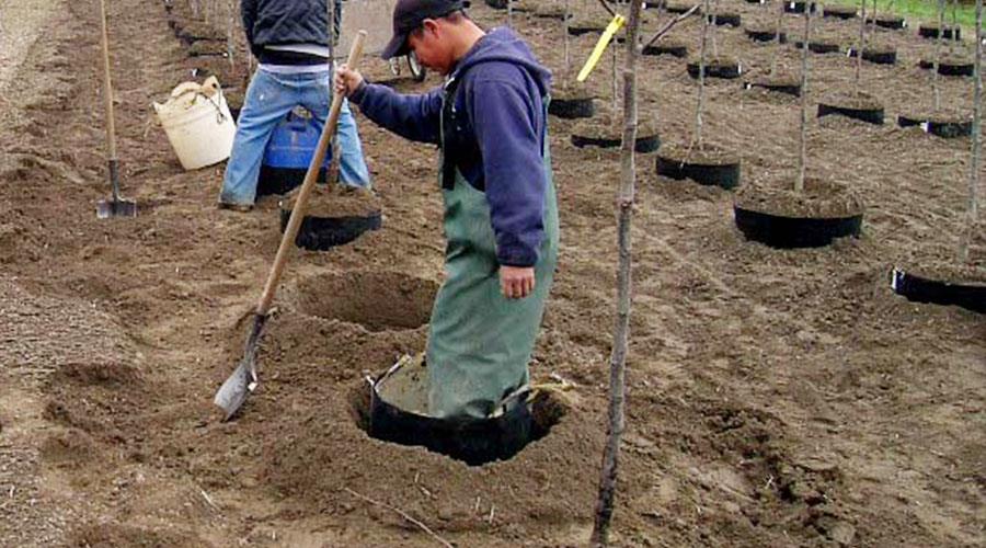 6 Kādas ir augošo maisu priekšrocības koku pārstādīšanas procesā 6 What Is The Advantages Of Grow Bags In The Process Of Tree Transplanting